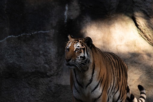 Tiger sitting on rocks.