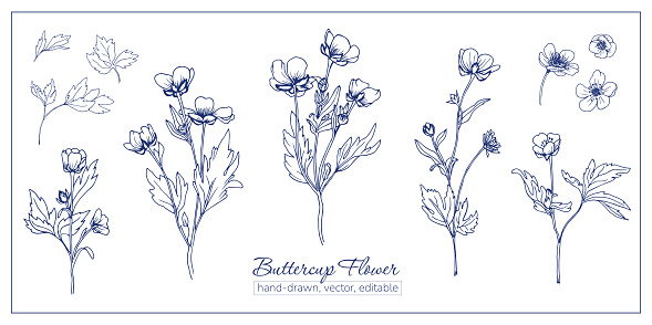 Set of buttercup flowers for coloring book, magazines, articles. decoration. Linear, sketchy hand-drawn flowers.