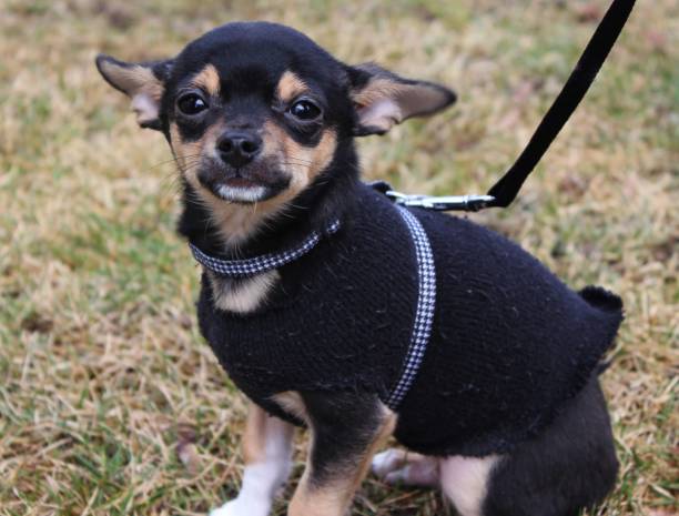 istock A cute little chihuahua puppy 1495583182