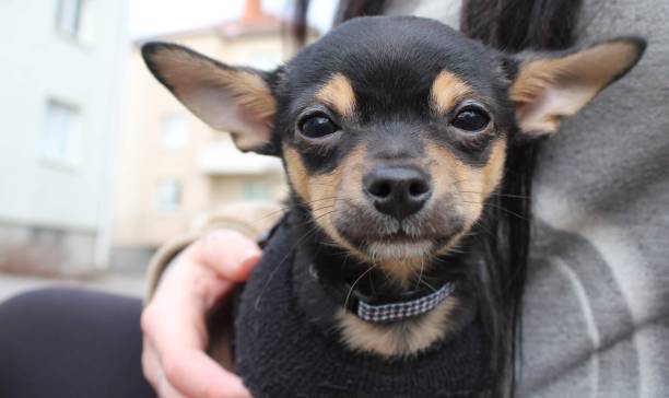 istock A cute little chihuahua puppy 1495583193