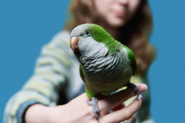 istock Green Quaker parrot sitting on girl's hand, on blue background 1495585761