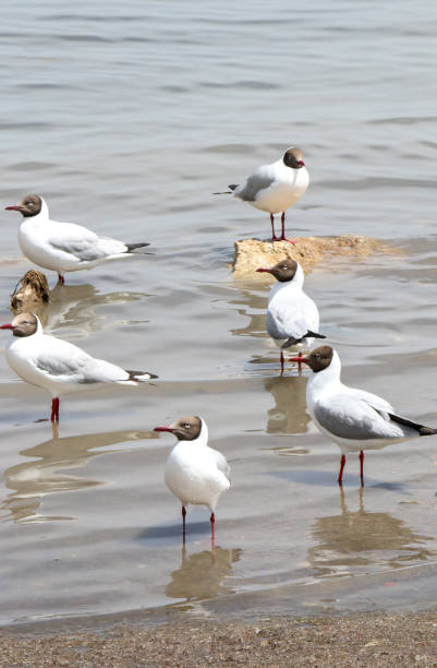 seis hermosas aves, gaviotas de pallass (ichthyaetus ichthyaetus) en el lago qinghai, provincia de qinghai, china, esperando comida - larus ichthyaetus fotografías e imágenes de stock