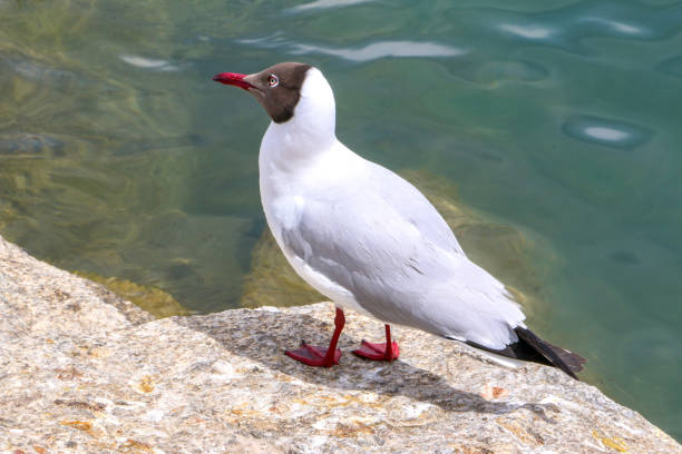 impresionante ave, la gaviota de pallass (ichthyaetus ichthyaetus), encaramada en una roca junto al mar - larus ichthyaetus fotografías e imágenes de stock