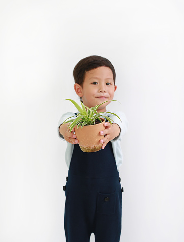 Adorable Asian little boy giving a tree pot for you against white background. Focus at tree pot in his hand