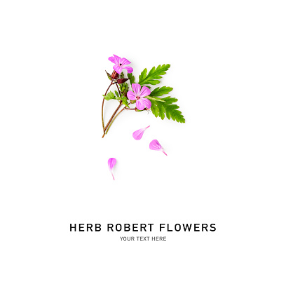Herb Robert pink  flowers creative composition. Geranium robertianum with leaves isolated on white background. Floral design element. Springtime and summer wildflowers. Top view, flat lay