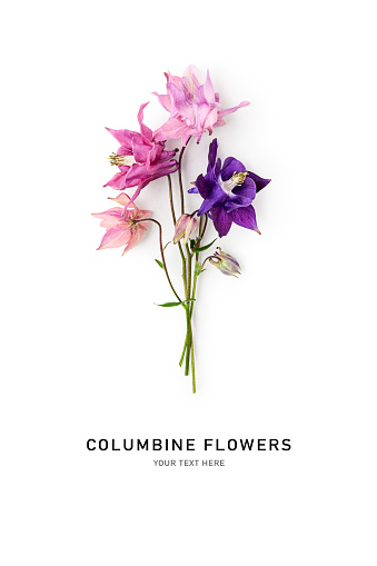 Columbine flowers isolated on white background. Pink and blue aquilegia vulgaris flower. Creative layout. Top view, flat lay. Design element