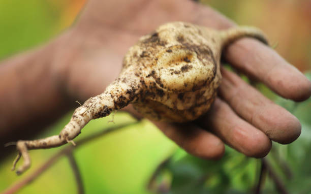istock Yam or Sweet potato 1495592226