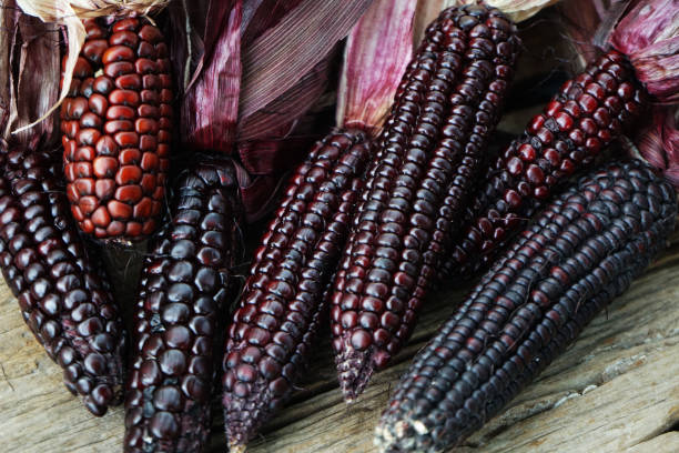 istock Organic sweet purple corn. 1495592743