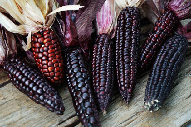istock Organic sweet purple corn. 1495592768