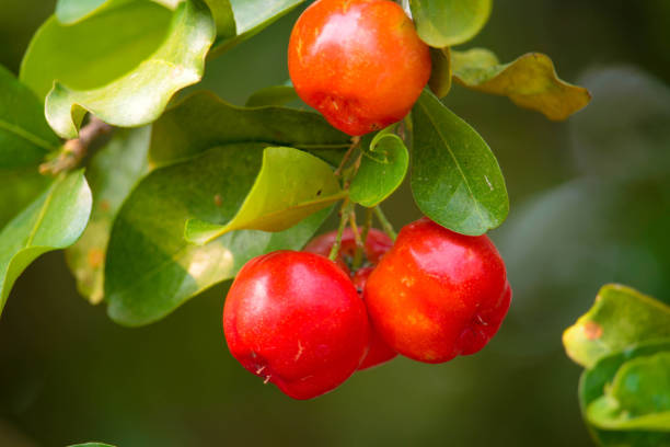 istock Fresh organic Acerola cherry on the tree. 1495594089