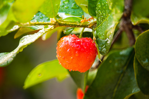 Acerola cherry on the tree with water drop, High vitamin C and antioxidant fruits. Fresh organic Acerola cherry on the tree.
