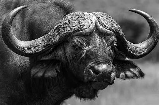 African Buffalos is one of the bravest animals in the wild.