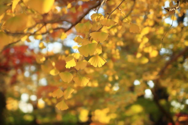 istock autumn ginkgo leaves 1495594709