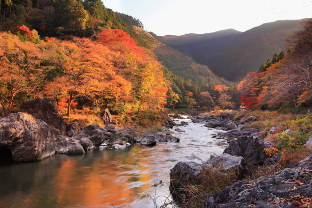 東京都奥多摩市 御岳渓谷の紅葉 - autumn leaf japanese maple red ストックフォトと画像