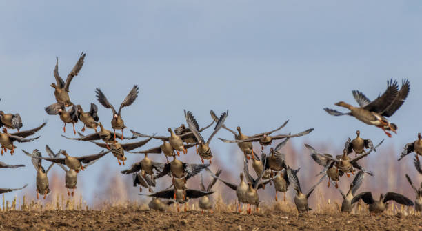 istock Flock of Greater White-fronted Goose (Anser albifrons) takes flight 1495596257
