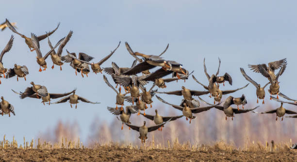 istock Flock of Greater White-fronted Goose (Anser albifrons) takes flight 1495596268