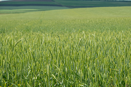 A close up of green wheat growing.