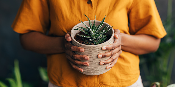 A close up view of an unrecognizable African-American female holding a pot with aloe vera.  (gardening concept)