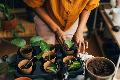 A from above view of an unrecognizable African-American florist working with plants. (gardening concept)