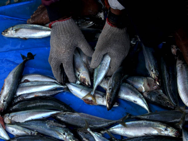 istock Choosing Fresh Fish at Market 1495600862