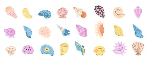 Vector illustration of Sea schell, conches of sea snail vector.Colorful shell, ocean conch, rief