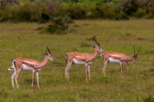 istock Thomson's Gazelles at Wild 1495601494