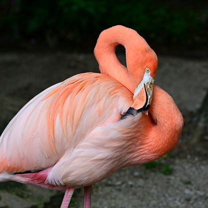Flamingos have long, thin necks that are very flexible and can perform a variety of difficult movements.