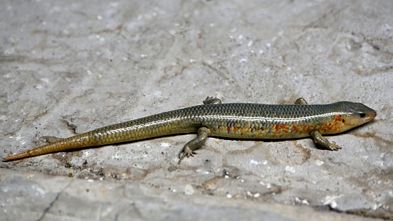 Chinese skink, also known as pig snake,four-legged snake,\ndragon lizard,mountain dragon.reptile,body length of 20-30cm, often seen in the mountains and wild.