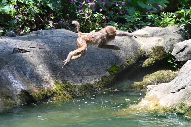 In May 2023, there was a high temperature in Guilin. Wild macaques all go down to play in the water.\nThis is a wild macaque population,They live in the hills and  woods of Guilin,It already has more than 46 years.\nBecause people's care and love,The wild population is growing.