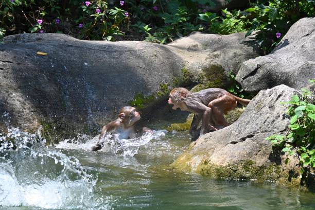 istock Macaques play in the water 1495603539