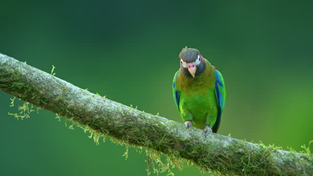 Brown-hooded Parrot (Pyrilia haematotis) - stock video