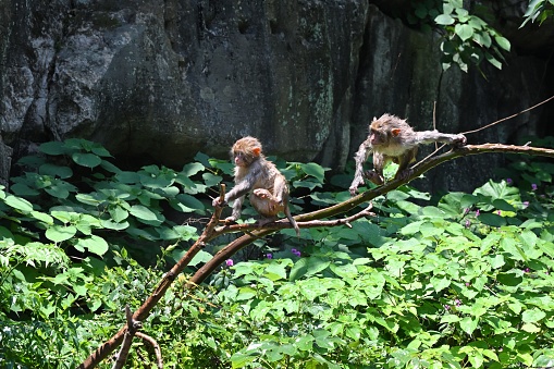Young monkeys were playing.\nThis is a wild macaque population,They live in the hills and  woods of Guilin, It already has more than 46years.