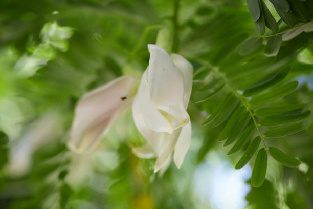 istock vegetable humming bird flower blossom on tree branch 1495606136