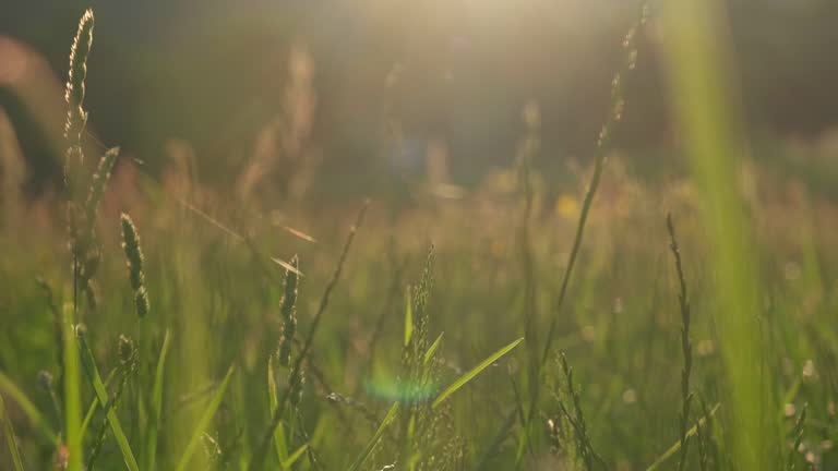 Golden light in the high grass field during spring, low angle through the grass, slow motion 4K