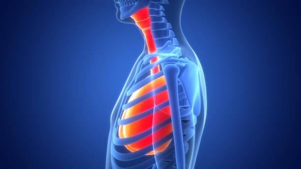 istock Human Respiratory System Lungs Anatomy 1495607827