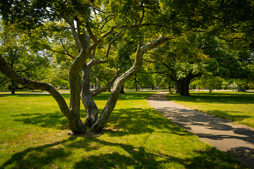 Old trees with curving trunks, footpaths, morning sunrays and shadows in the green meadow at Roger Williams Park in Providence, Rhode Island