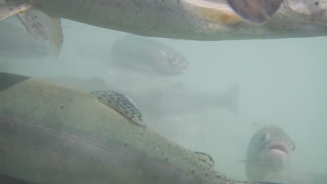 rainbow trout swimming in a fish farm