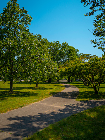 Trees and curved footpaths in the green meadow park
