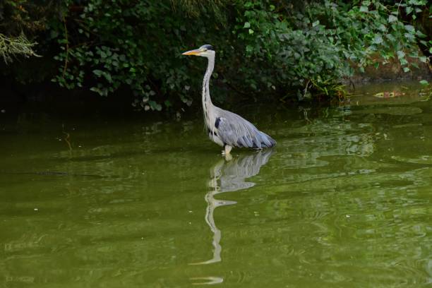istock Closeup of a gray heron standing in a tranquil lake 1495608514