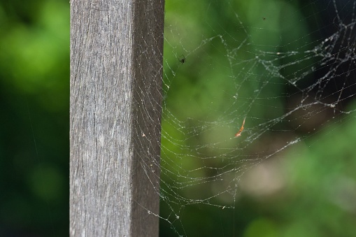 A close-up of a spider web on a wooden pole