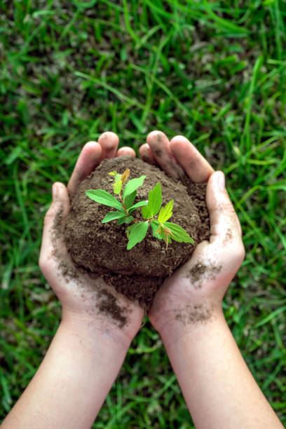 CHILD'S HANDS HOLDING A LITTLE TREE FOR PLANT IN THE FOREST.