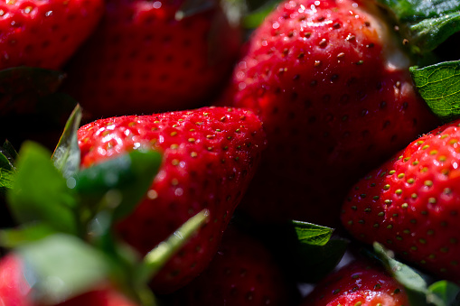 Fresh ripe delicious strawberries and mint on a gray stone and green background, village life, selective focus