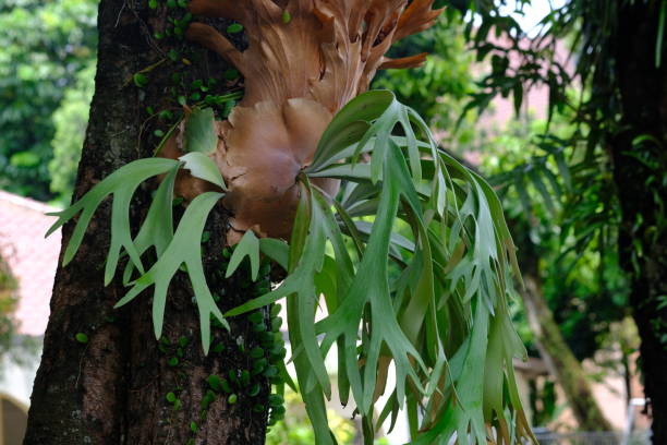 platycerium bifurcatum, the elkhorn fern or common staghorn fern, is a species of fern. tanduk rusa. simbar menjangan. platycerium bifurcatum, the elkhorn fern or common staghorn fern, is a species of fern. tanduk rusa. simbar menjangan. platycerium bifurcatum stock pictures, royalty-free photos & images