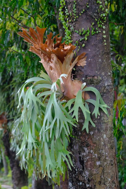 Platycerium coronarium is an epiphytic species of staghorn fern in the genus Platycerium. It is found in the seas of Southeast Asia and Indochina. and throughout the East Indies. Platycerium coronarium is an epiphytic species of staghorn fern in the genus Platycerium. It is found in the seas of Southeast Asia and Indochina. and throughout the East Indies. platycerium bifurcatum stock pictures, royalty-free photos & images