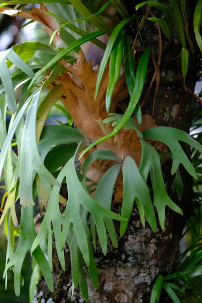 Platycerium coronarium is an epiphytic species of staghorn fern in the genus Platycerium. It is found in the seas of Southeast Asia and Indochina. and throughout the East Indies. Platycerium coronarium is an epiphytic species of staghorn fern in the genus Platycerium. It is found in the seas of Southeast Asia and Indochina. and throughout the East Indies. platycerium bifurcatum stock pictures, royalty-free photos & images
