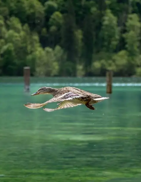 A duck flying low above a lake on a sunny day