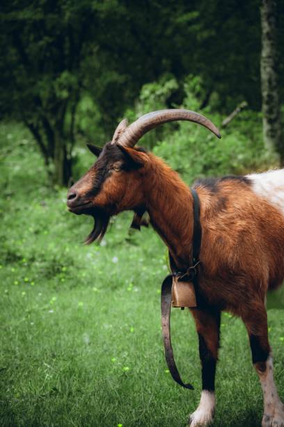 istock Single goat standing in a lush green field, surrounded by tall trees 1495612380