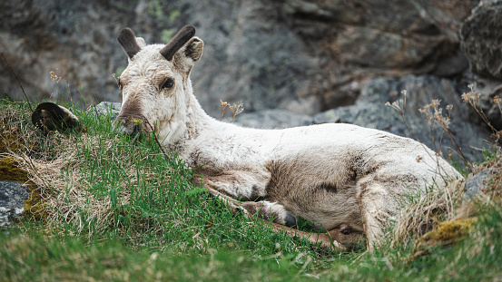 A reindeer resting from walking across the mountains in a late spring day