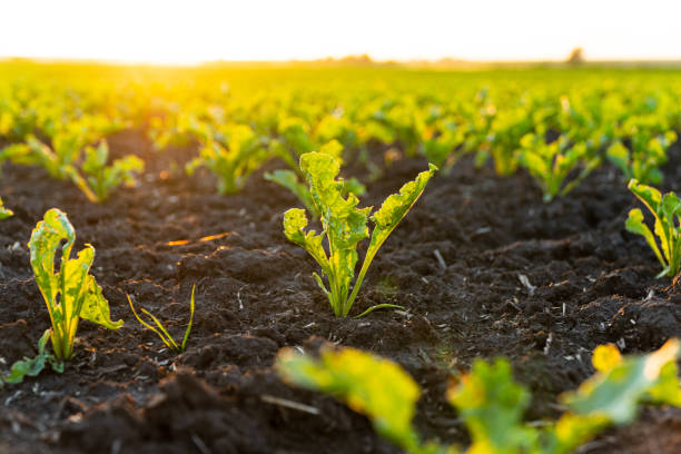 istock Sugar beet seedlings are growing from the soil. Young sugar beet field with sunset. Sugar beet seedling in the agricultural garden at evening light. Beautiful growing plant background 1495614820