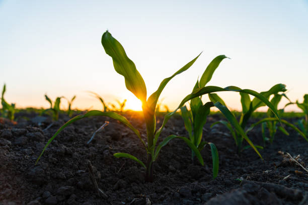 istock Corn seedlings are growing from the soil. Young corn field with sunset. Maize seedling in the agricultural garden at evening light. Beautiful growing plant background 1495614828